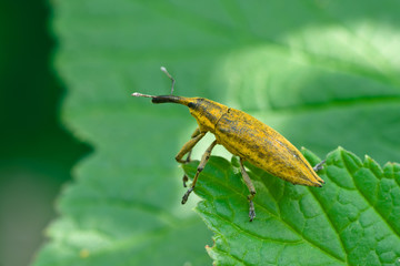 Beetle weevil insect