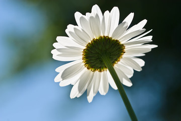 Obraz premium Daisies in the morning