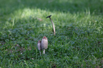 Mushroom Macrolepiota procera in the forest	