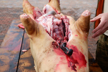 pig slauhtering. traditional home made pig slauhtering. The Mangalica is a Hungarian breed of...