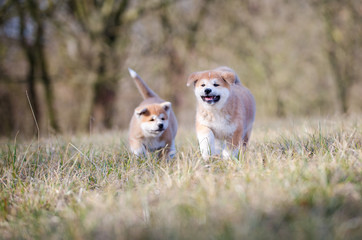 Puppy of akita inu in spring time