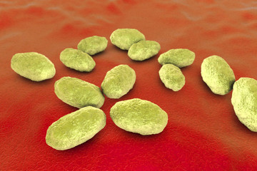 Haemophilus influenzae bacteria, 3D illustration. Gram-negative coccobacilli which cause infections mainly in children, pneumonia, otitis, meninitis and other