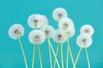 Dandelion flower on cyan color background, group objects on blank space backdrop, nature and spring season concept.