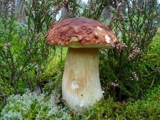 Mushrooms in the forest.