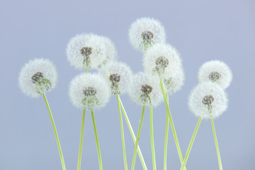 Dandelion flower on grey blue color background, group objects on blank space backdrop, nature and spring season concept.