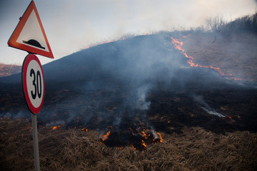 Obraz premium wildfrire - dry grass burning in early spring