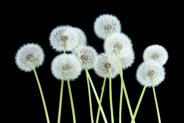 Dandelion flower on black color background isolated, group objects on blank space backdrop, nature and spring season concept.