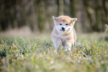 Puppy of akita inu in spring time