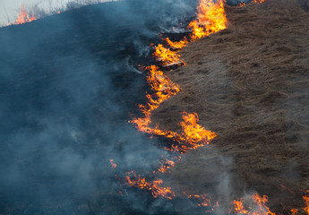 wildfrire - dry grass burning in early spring