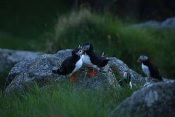 Norwegen, Papageitaucher
