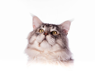 portrait main coon