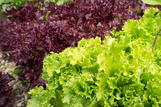 Green and Red Lettuce Abstract Background