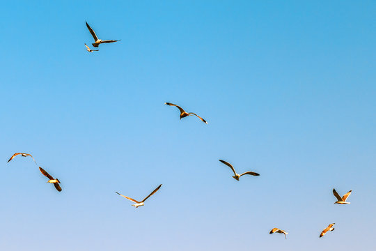Seagulls soaring in the blue sky.