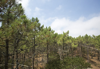Park of Pateira de Fermentelos,Portugal.