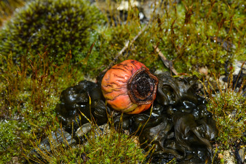 Rosenfrucht auf Schleimpilz