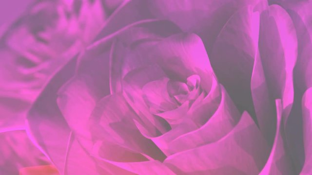 rotating pink roses background theme - 3D render. seamless loop