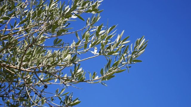 Olive tree branch close up with blue sky in the background - Shot in Sicily in an organic farm