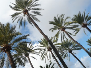 Fototapeta na wymiar Palm trees againt the blue summer sky