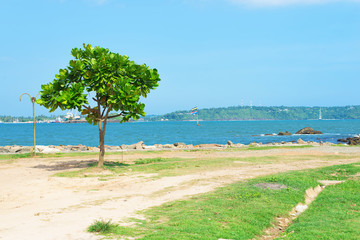 Lonely tree in the city of Galle on the background of the Bay on the island of Sri Lanka.