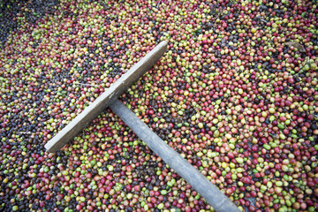 THAILAND LAMPANG COFFEE PLANTATIONS