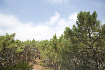 Park of Pateira de Fermentelos,Portugal.