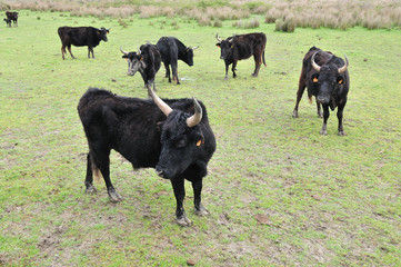 Taureaux de Camargues
