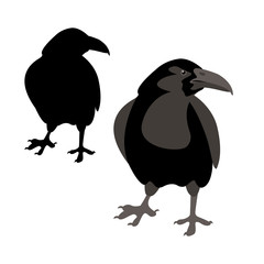 Crow vector illustration style Flat set