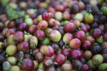 THAILAND LAMPANG COFFEE PLANTATIONS