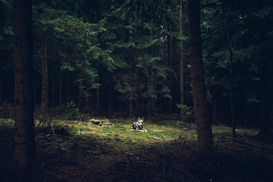 Forest heaven