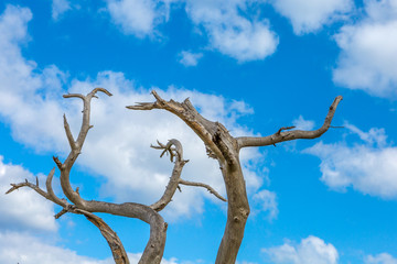 Dry snag against the blue sky