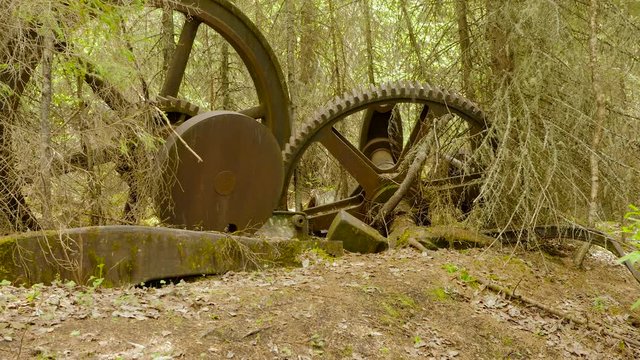 ancient spur gear at taiga forest