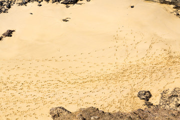Obraz premium Footprints in the sand on the beach. Footsteps on the shore.
