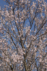 Almond tree bloom