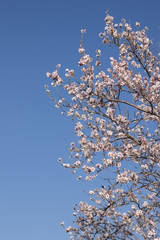 Almond tree bloom