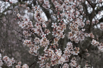 Almond tree bloom