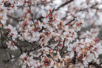 Almond tree bloom