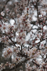 Almond tree bloom
