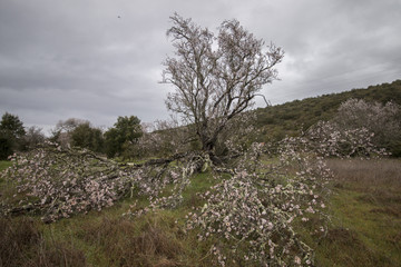 Almond tree bloom