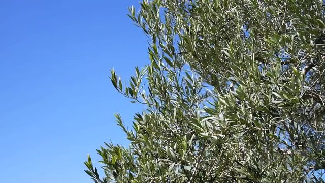 Olive tree branch close up with blue sky in the background - Shot in Sicily in an organic farm