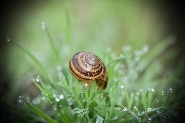 Schneckenhaus im Morgentau