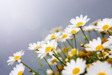 White daisies flowers in bright sun light.