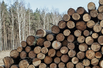 A pile of cut wood  in a forest in Poland.