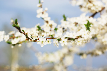 The blossoming branch