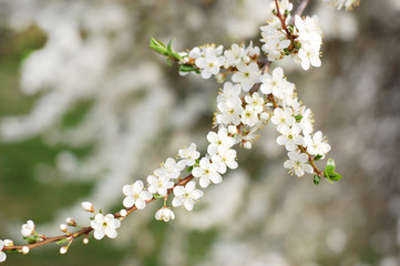 Obraz premium The blossoming branch