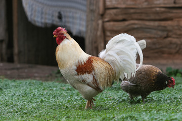 Rooster and chicken walking on grass in russian village yard