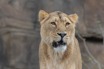Fototapeta na wymiar Indian Lion. Asiatic Female Lioness