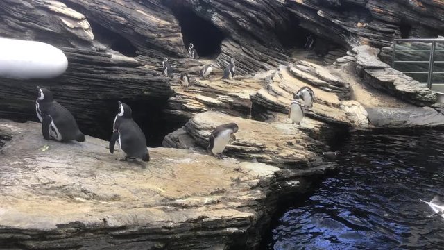 Group of Magellanic Penguins In Oceanarium. An oceanarium is a marine mammal park presenting an ocean habitat with marine animals.
