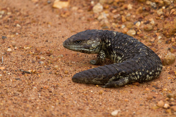 Skink in the Wild - Western Australia