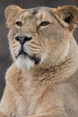 Indian Lion. Asiatic Female Lioness Portrait