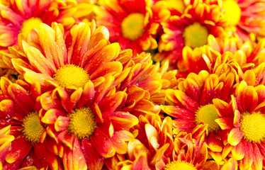 orange chrysanthemums daisy flower